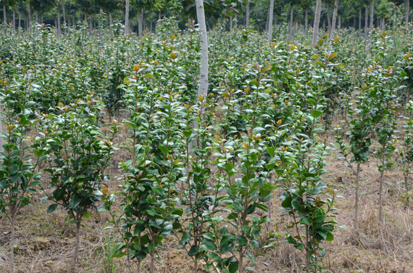 1-1茶梅（高80-120cm)
